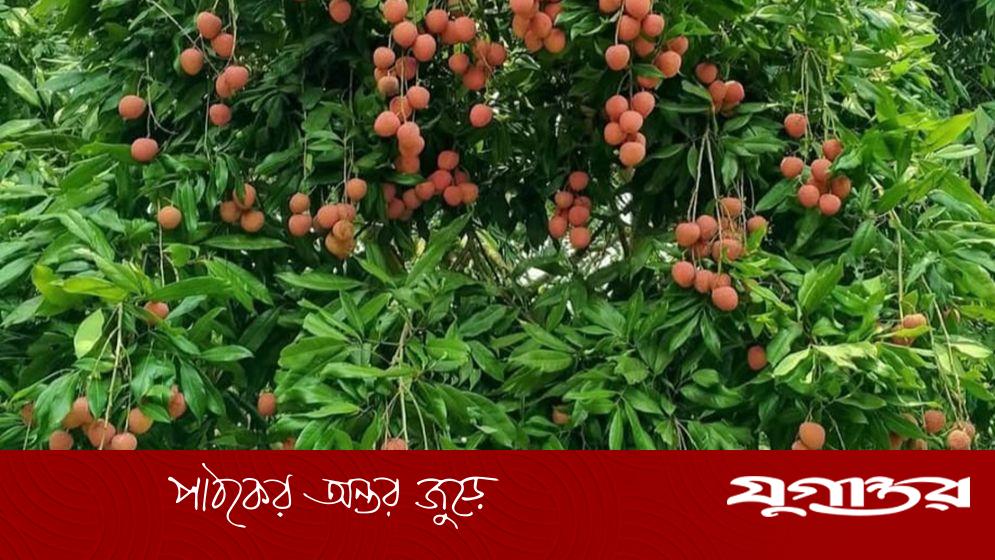সোনারগাঁয়ের বড়-সুস্বাদু লিচু আসছে বাজারে, দাম কেমন?