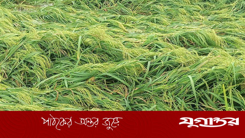 হিলিতে ঝড়-বৃষ্টিতে বোরো ধানের ব্যাপক ক্ষতি, কৃষকদের শঙ্কা