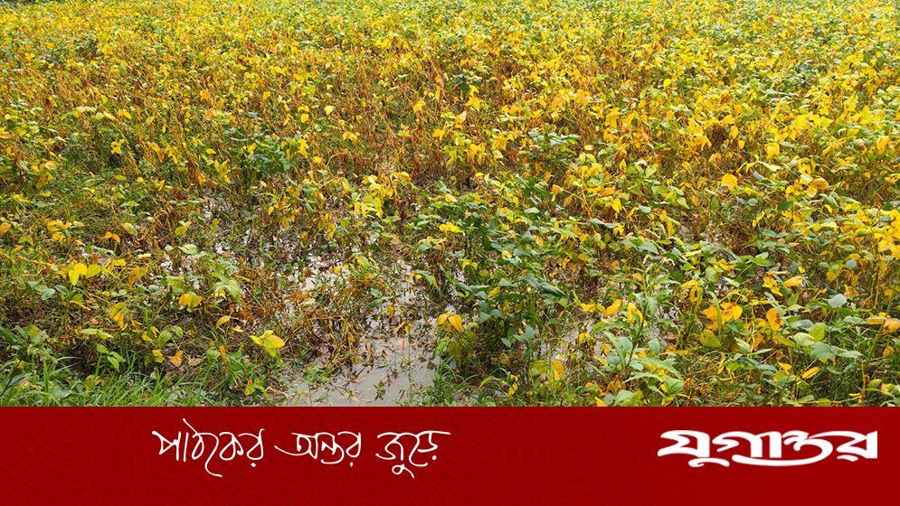 রায়পুরে ১৬০ মিমি বৃষ্টি, মেঘনা চরের ফসল ডুবে কৃষকের হাহাকার