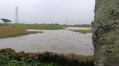 পাকুন্দিয়ায় দুদিনের টানা বৃষ্টিতে তলিয়ে গেছে বোরো ধান