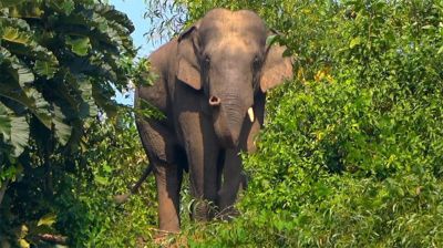 কক্সবাজারে বন্যহাতির আক্রমণে প্রাণ গেল মা-মেয়ের