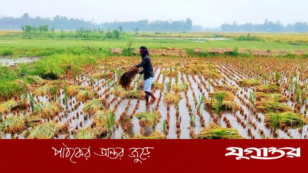 টানা বর্ষণে লাকসামে বোরো ধানের ব্যাপক ক্ষতি, কৃষকদের দুশ্চিন্তা