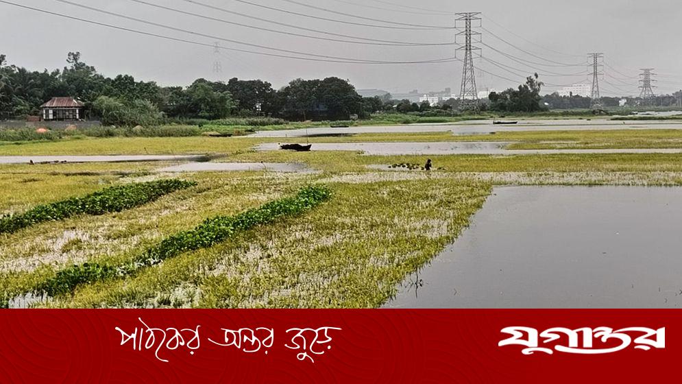 ইরির বাম্পার ফলনেও কৃষকের মুখে হাসি নেই প্রকৃতির বিরূপ আচরণে