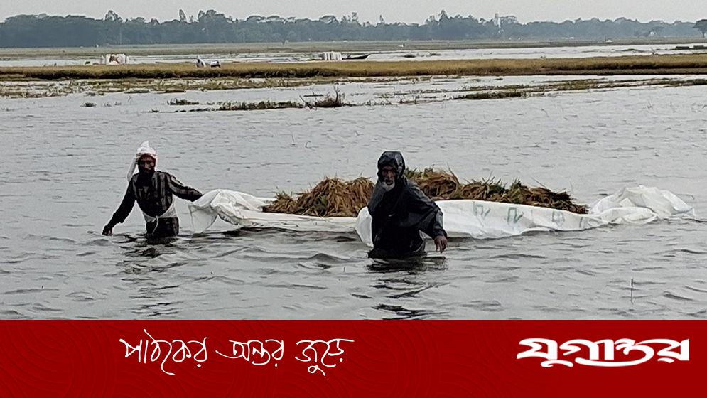 বন্যার পানিতে তলিয়ে গেছে হাওড়ের ধান, কৃষকরা দিশেহারা