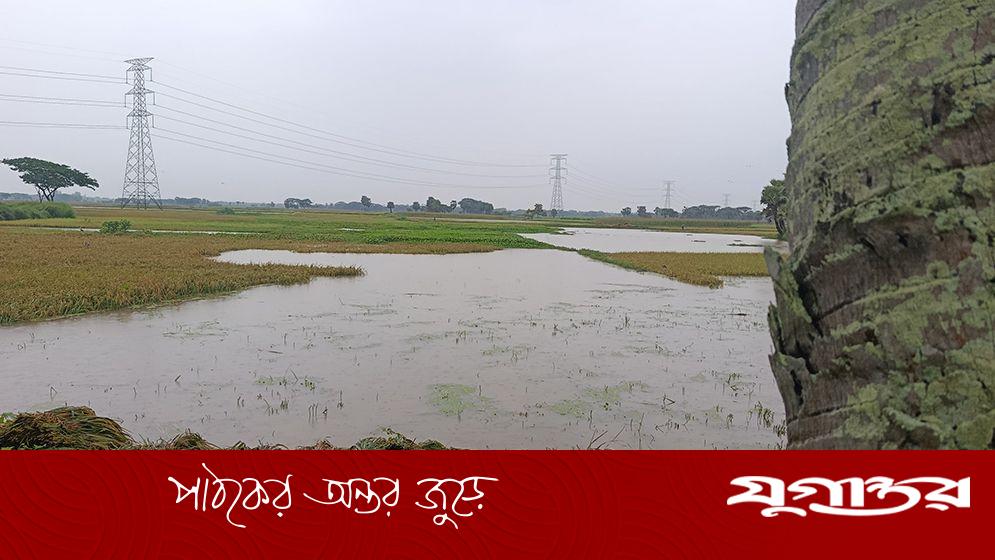 পাকুন্দিয়ায় টানা বৃষ্টিতে বোরো ধানের ব্যাপক ক্ষতি
