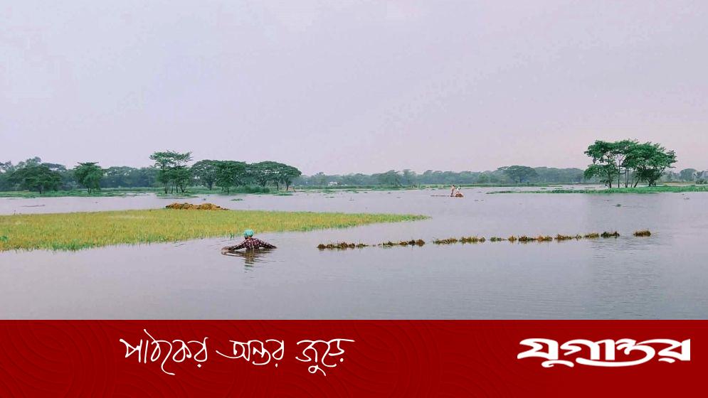 নান্দাইলে ২৭০ হেক্টর জমির বোরো ধান তলিয়ে গেছে বৃষ্টির পানিতে