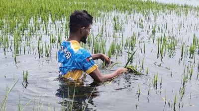 হাওড়ে কৃষকের স্বপ্নভঙ্গ