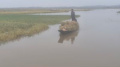 হাকালুকি হাওর পাড়ের কৃষকদের ফসল নিয়ে দুর্দশা, ঘরে তোলার সংগ্রাম