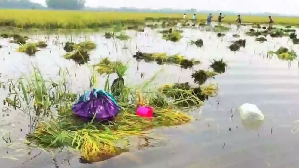 নাসিরনগরে পানিতে জমির সব ধান তলিয়ে যেতে দেখে কৃষকের মৃত্যু