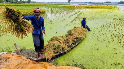 এক মণ ধানেও মিলছে না একজন শ্রমিক