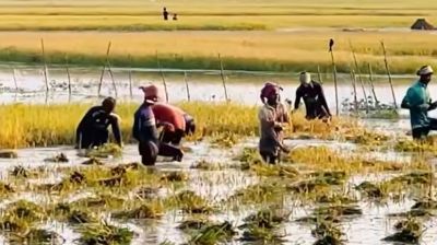 কিশোরগঞ্জের হাওড়ের ১০ হাজার হেক্টর জমির ধান পানির নিচে