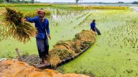 এক মণ ধানেও মিলছে না একজন শ্রমিক