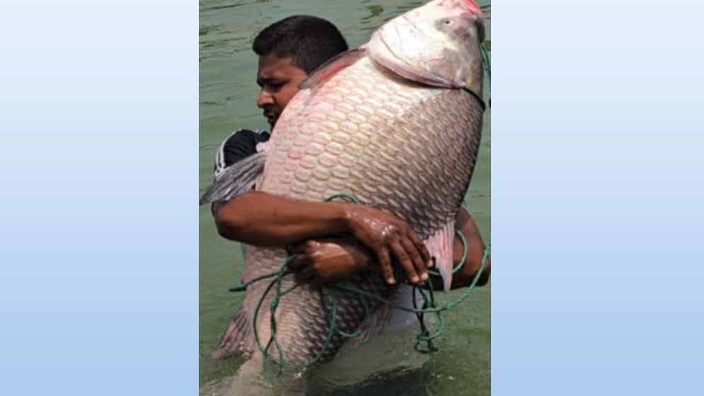 পদ্মার ধরা পড়ল বিশাল কাতল, দাম ৫৭ হাজার