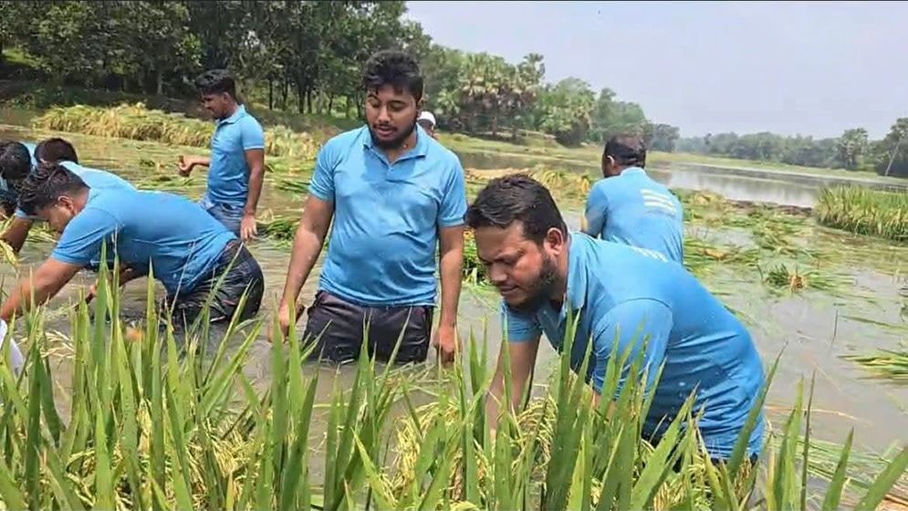 পানিতে নেমে কৃষকের ধান কাটলেন এমপি সালাউদ্দিন আইউবী
