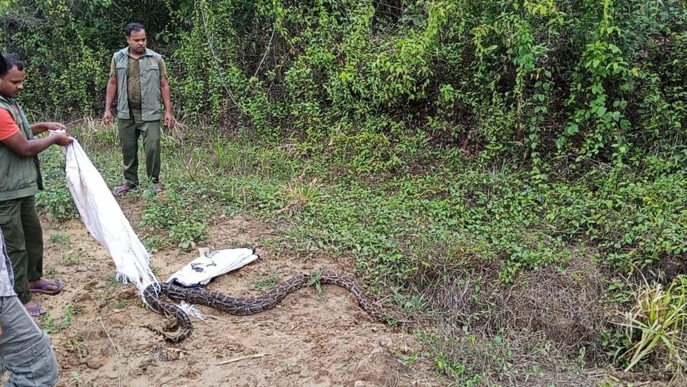 লোহাগাড়ায় ১৪ ফুট লম্বা অজগর উদ্ধার, চুনতী অভয়ারণ্যে অবমুক্ত