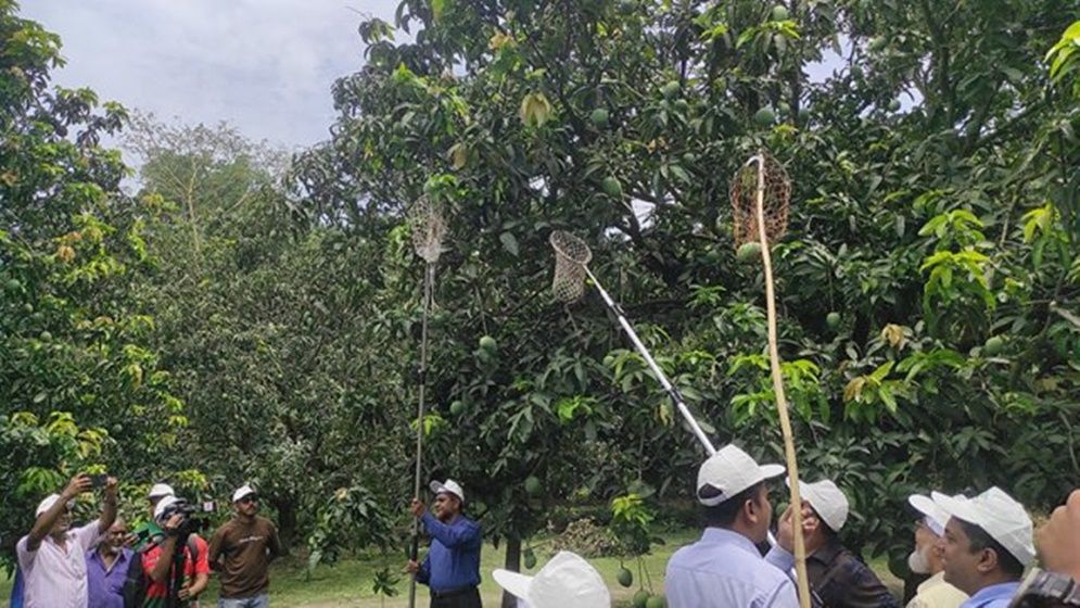 আম সংগ্রহ শুরু, চাষিদের মাঝে উৎসবের আমেজ