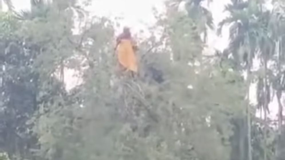 নিখোঁজ নারীকে পাওয়া গেল তেঁতুল গাছের মগডালে, এলাকাজুড়ে চাঞ্চল্য