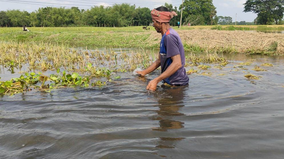 পানির নিচে পচন, উপরে নষ্ট হচ্ছে ধান