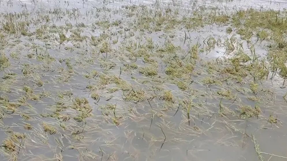 কিশোরগঞ্জের হাওড়ে ১৩ হাজার হেক্টর জমির ২৫৯ কোটি টাকার ফসল নষ্ট