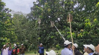 আম সংগ্রহ শুরু, চাষিদের মাঝে উৎসবের আমেজ
