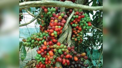 পাহাড়ি ‘রক্ত ফল’ নিয়ে হঠাৎ আলোচনার ঝড়