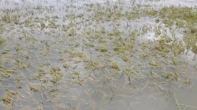 কিশোরগঞ্জের হাওড়ে ১৩ হাজার হেক্টর জমির ২৫৯ কোটি টাকার ফসল নষ্ট
