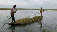 পানির নিচ থেকে ধান তোলার চেষ্টা