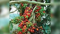 পাহাড়ি ‘রক্ত ফল’ নিয়ে হঠাৎ আলোচনার ঝড়
