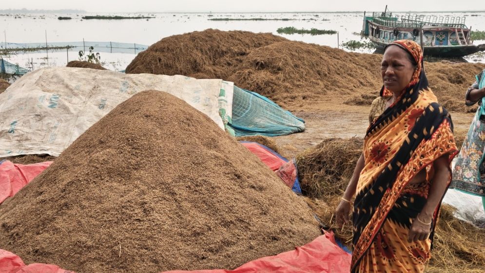হাওড়ের কৃষকদের চোখে হতাশার ছাপ, ‘ঋণের কিস্তি কেমনে দিমু’