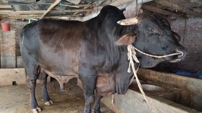নওগাঁয় ৪০ মণের ‘সোনা-মানিক’, দাম হাঁকা হচ্ছে ১২ লাখ টাকা