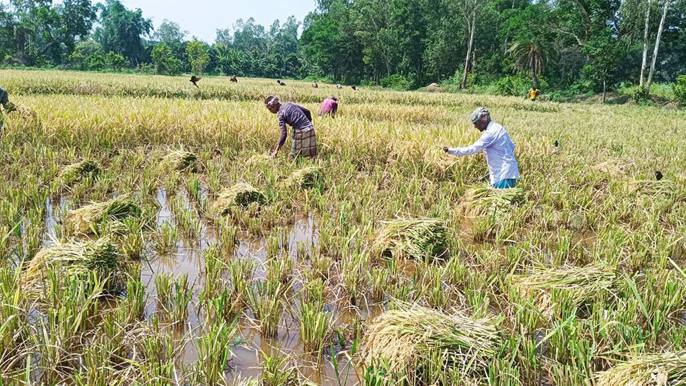 জোঁকের জন্য ধান কাটতে পারছেন না কৃষকরা