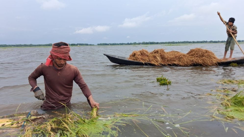 হাওড়ে স্বপ্নের অবশিষ্ট সোনালি ফসল রক্ষার প্রাণপণ সংগ্রাম