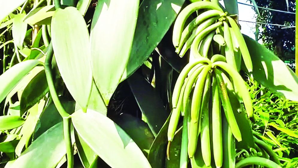 মসলার উৎপাদন ৩০ বছরে বেড়েছে ১৫ গুণ