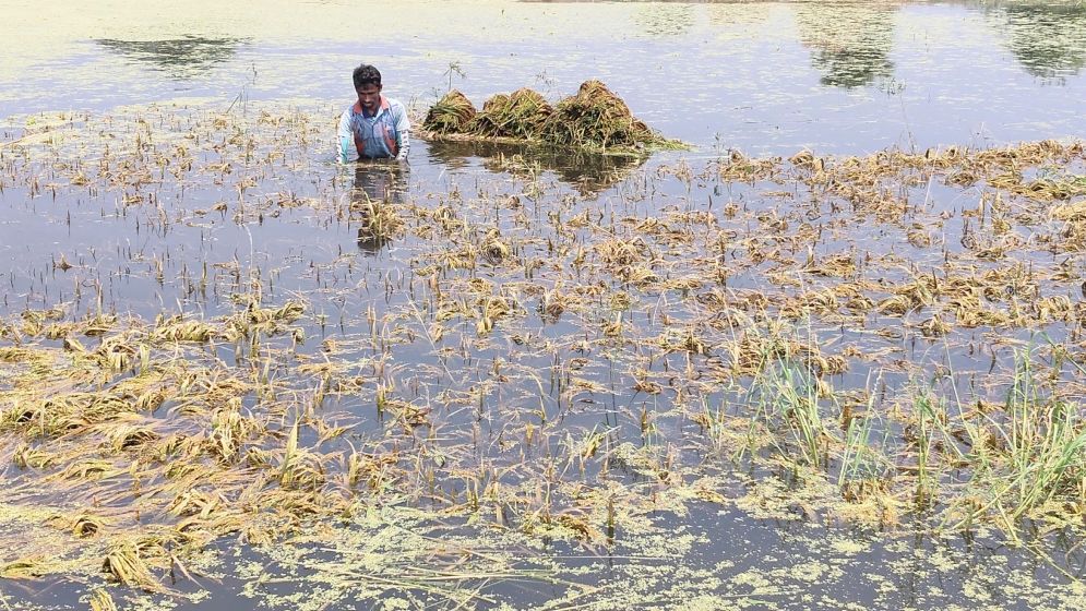 গৌরীপুরে বৃষ্টির পানিতে ধান পচে নষ্ট, ‘বিনামূল্যেও নিচ্ছে না কেউ’