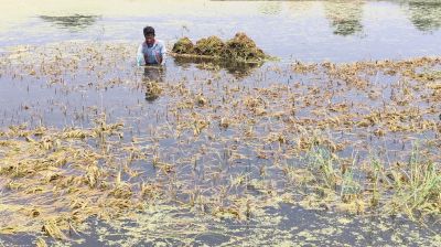 গৌরীপুরে বৃষ্টির পানিতে ধান পচে নষ্ট, ‘বিনামূল্যেও নিচ্ছে না কেউ’