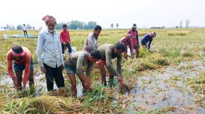 আদমদীঘিতে ৬০০ বিঘা জমির ধান পানির নিচে, দিশেহারা কৃষক