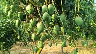 নওগাঁয় আম সংগ্রহ শুরু ২২ মে, ৩ হাজার কোটি টাকার বাণিজ্যের সম্ভাবনা