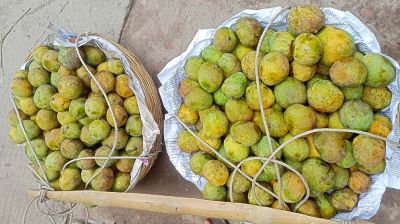 পাকা আমের কাঁচা আঁটি