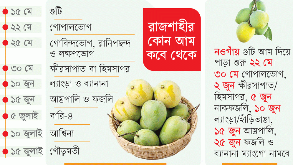 রাজশাহীতে আম পাড়া শুরু ১৫ মে