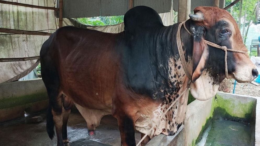 জামালপুরে ৮০০ কেজির ‘ক্রিস গেইল’-কে কিনতে ক্রেতাদের ভিড়