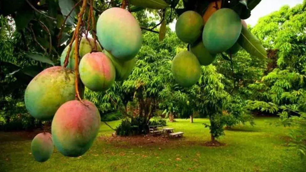 ভালো আম চেনার উপায় জানুন