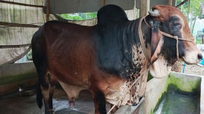 জামালপুরে ৮০০ কেজির ‘ক্রিস গেইল’-কে কিনতে ক্রেতাদের ভিড়