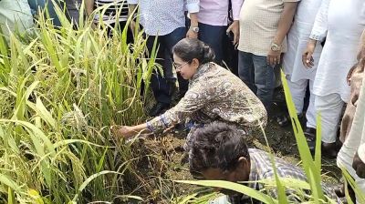 কৃষকের সঙ্গে ধান কাটলেন এমপি প্রিয়াঙ্কা