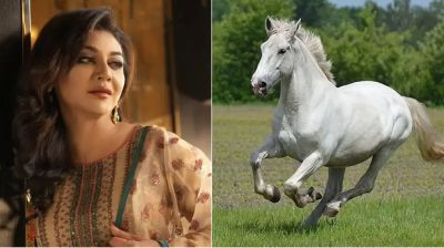 ঘোড়ার মাংস নিয়ে হাইকোর্টে জয়া আহসানের রিট
