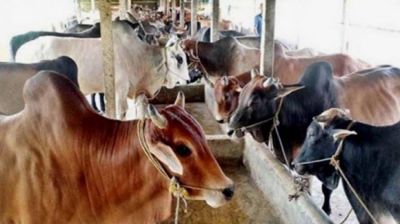 কুরবানির চামড়া সুরক্ষায় কঠোর নজরদারির উদ্যোগ