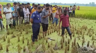 ধানখেতে পুঁতে রাখা ছিল অজ্ঞাত লাশ