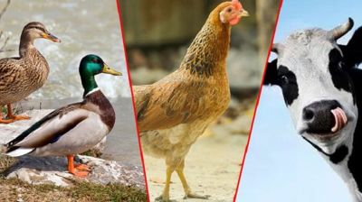 কুরবানির দিনগুলোতে হাঁস-মুরগি জবাই করা যাবে কি?