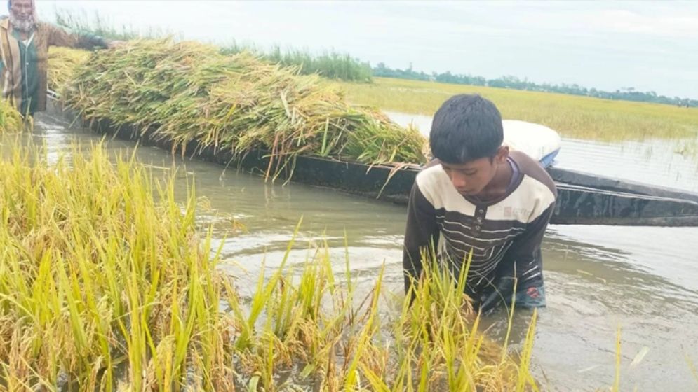 বরিশালে হাজার কোটি টাকার ফসলহানি