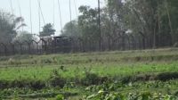 সীমান্তে বিএসএফের গুলিতে বাংলাদেশি নিহত