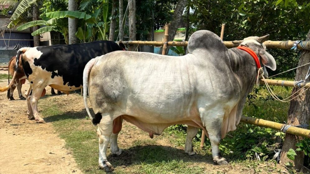 কুরবানির হাট কাঁপাবে যশোরের ‘বিসিএস ক্যাডার’